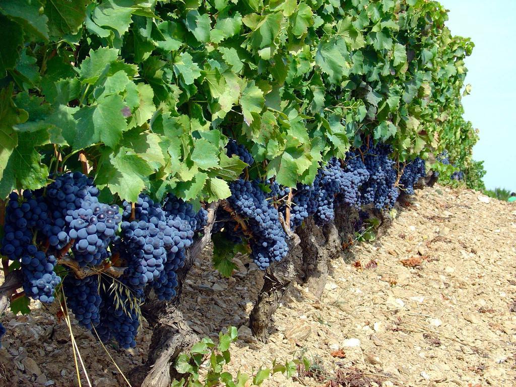 Bono Serranello Azienda Agricolaアパートメント エクステリア 写真